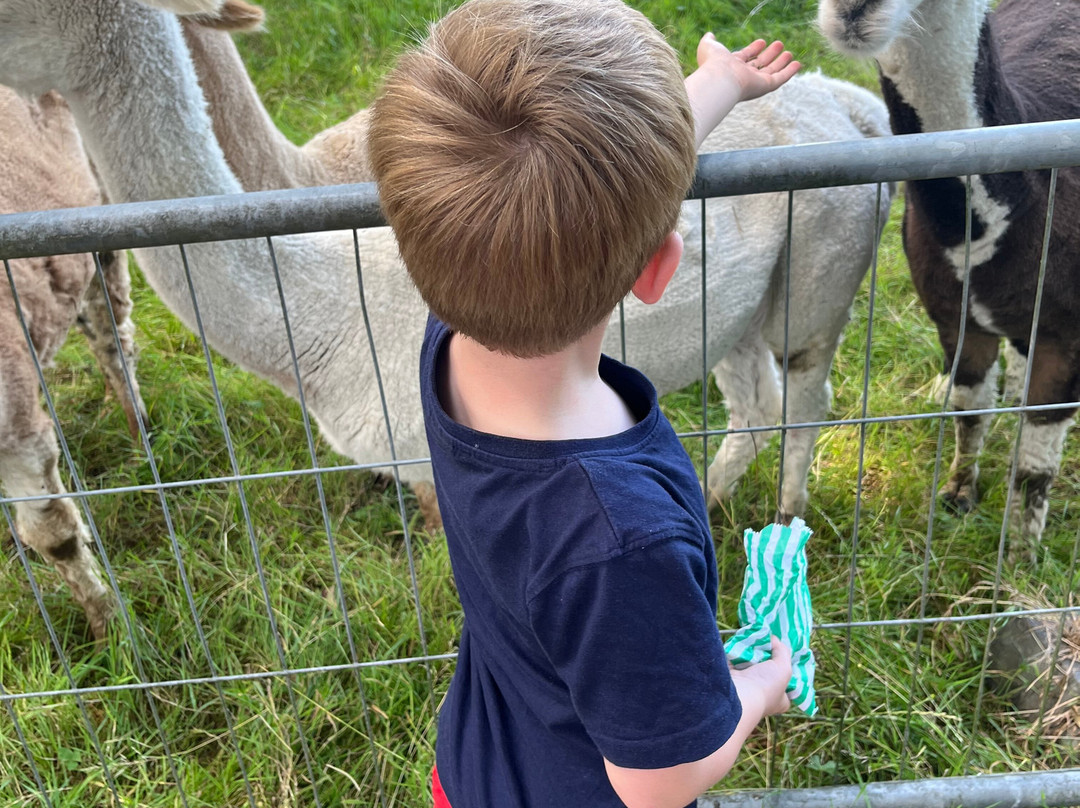 Petlake Alpacas of the New Forest景点图片