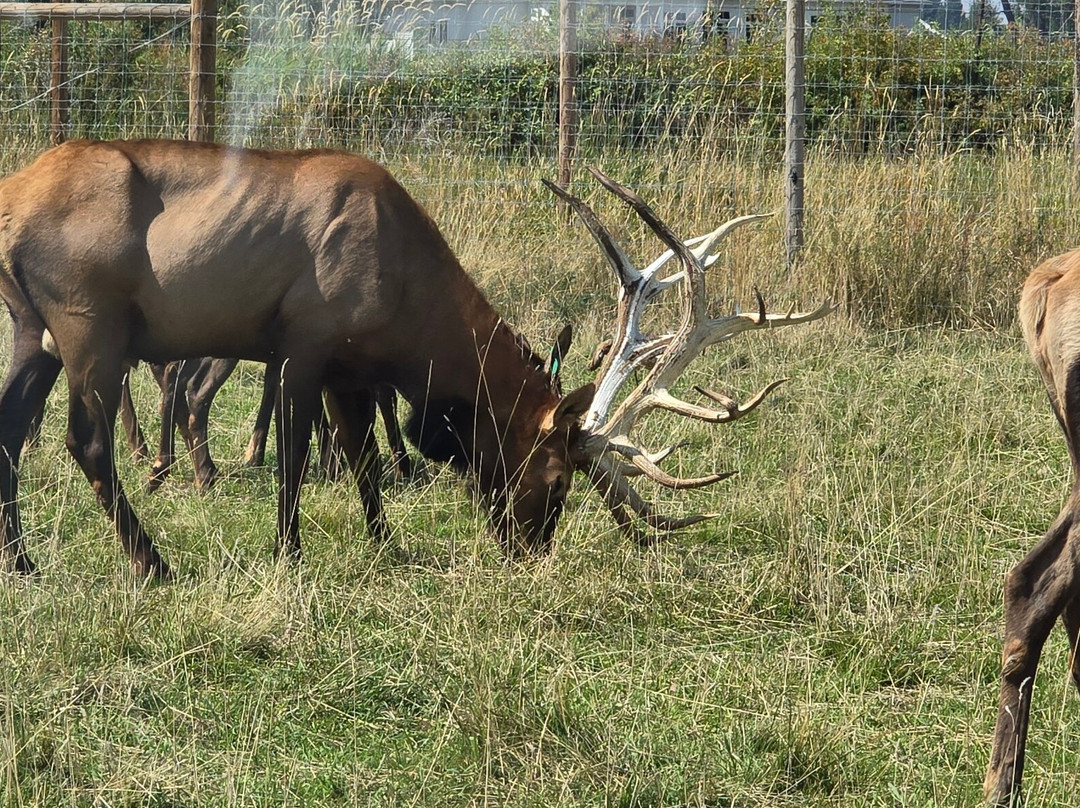 Yellowstone Safari Park景点图片