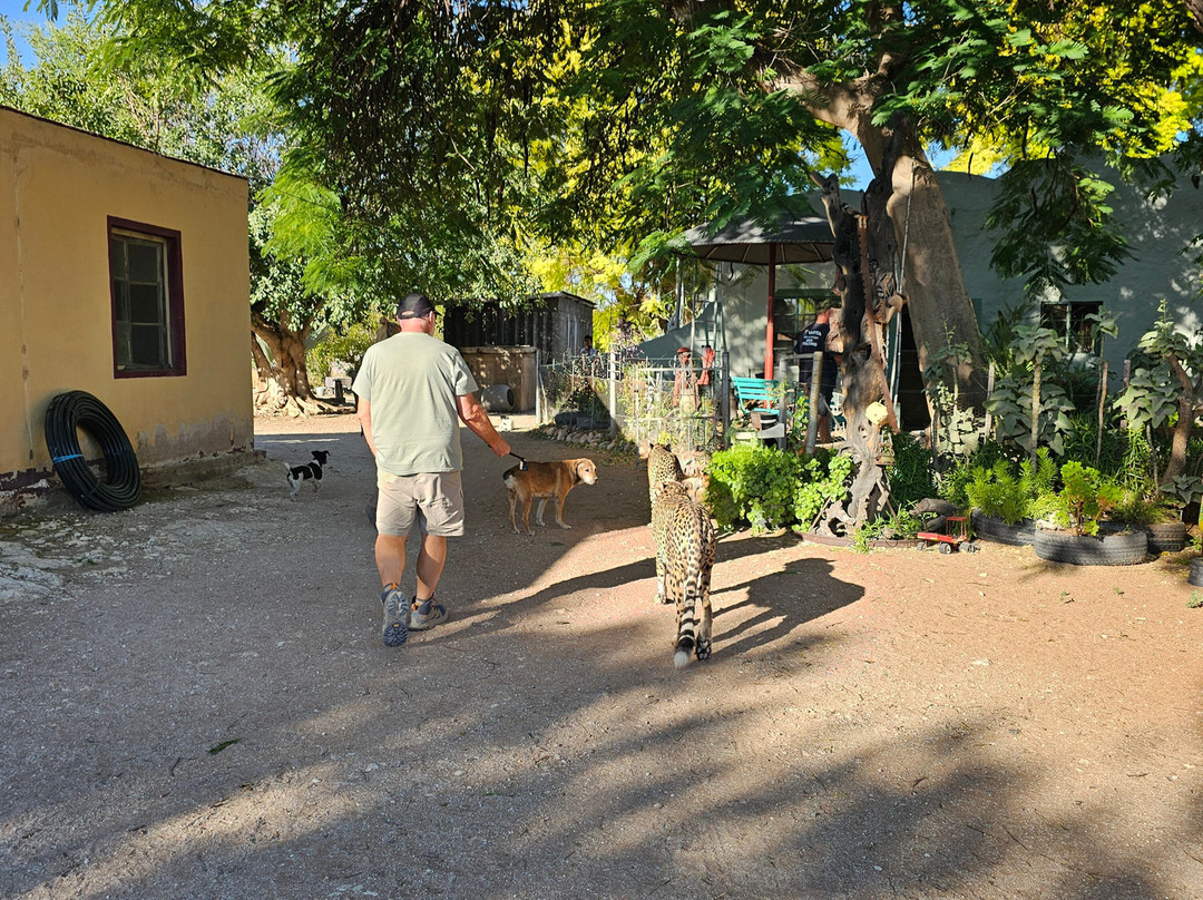 Otjitotongwe Cheetah Park-Kamanjab必去景点