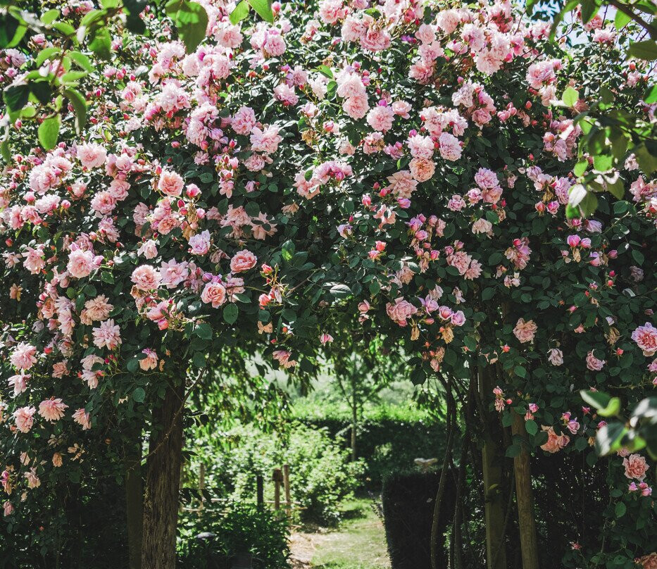 Le Jardin De Marie主图