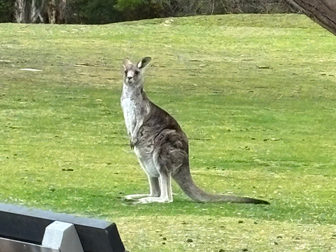 Bits of Australia景点图片