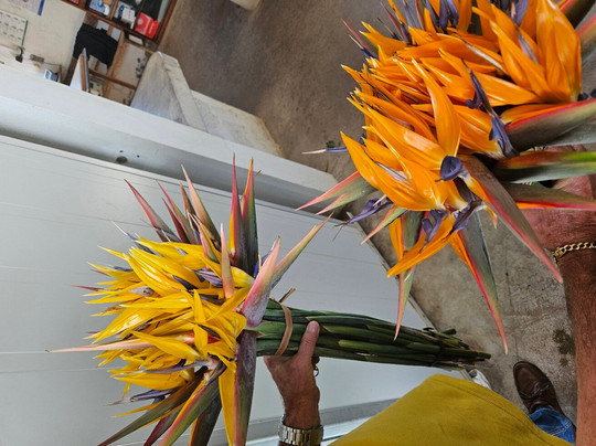 Martin Freitas Taxi Driver-沙尔必去景点