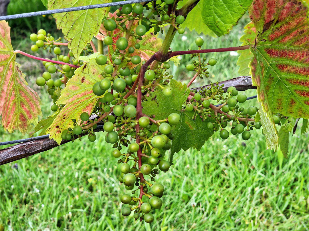 Shotley Vineyard景点图片