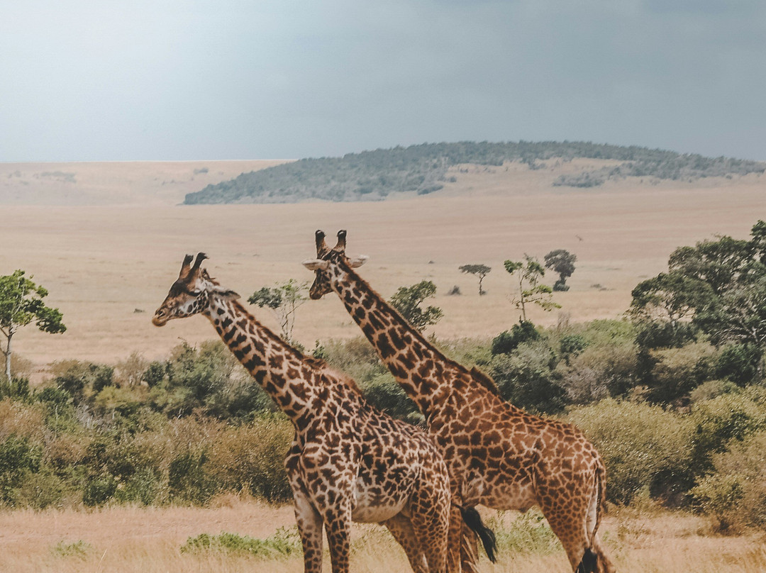 Steady Safaris Limited-坎帕拉必去景点