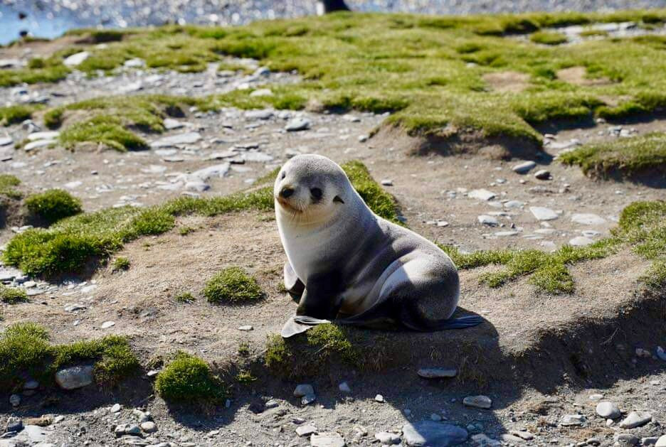 South Georgia Museum-Grytviken必去景点