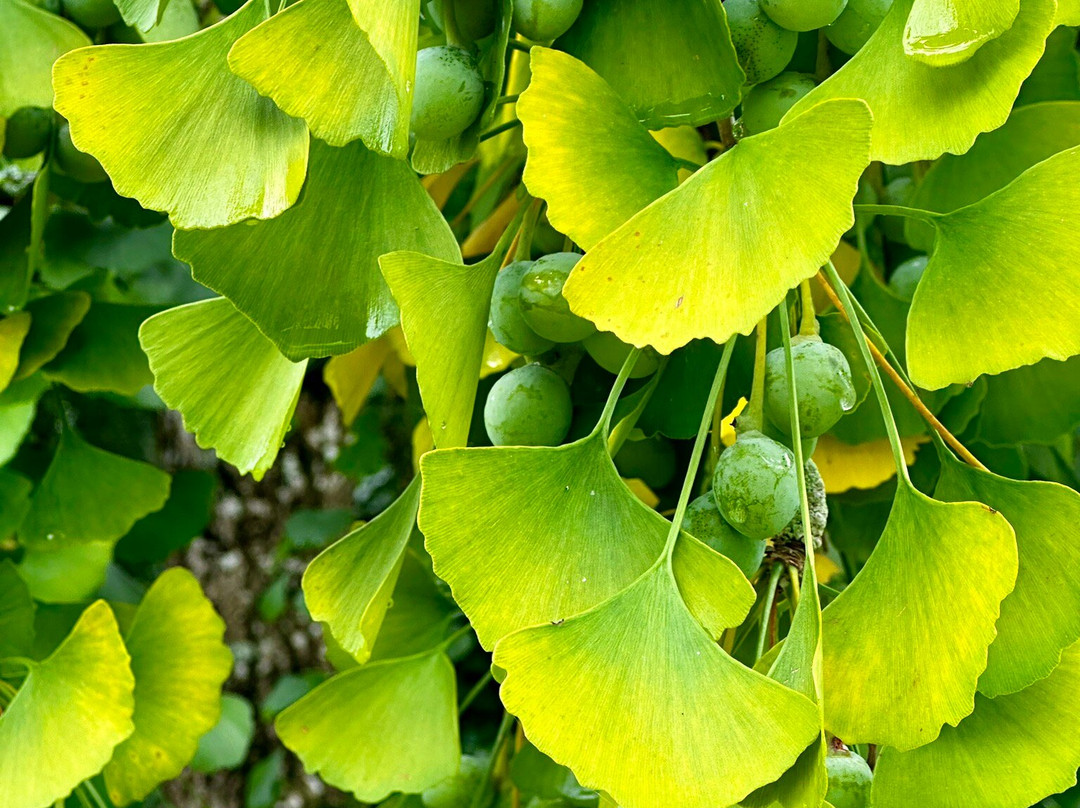 Parque Natural Señorío de Bertiz-Oieregi必去景点