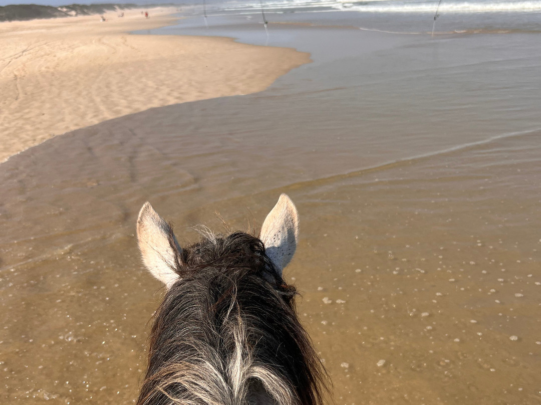 Featherfoot Beach Horse Trails & Riding School-杰佛瑞湾必去景点