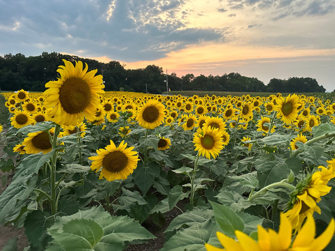 The Market at Deere Valley-Dickerson必去景点