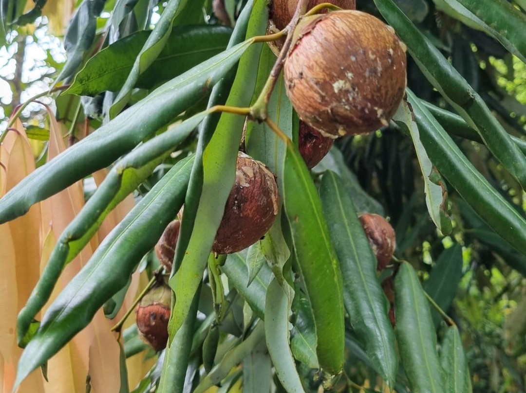 Wanders Munnar-慕那尔必去景点