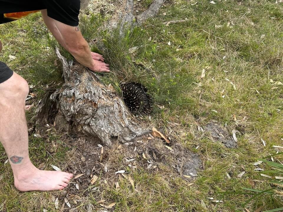 Mimosa Rocks National Park-Tanja必去景点