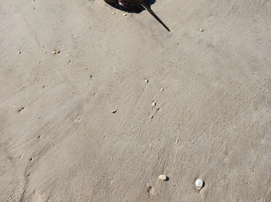 Higbee Beach景点图片