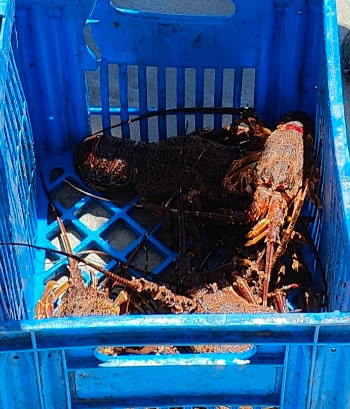 Paternoster Beach景点图片