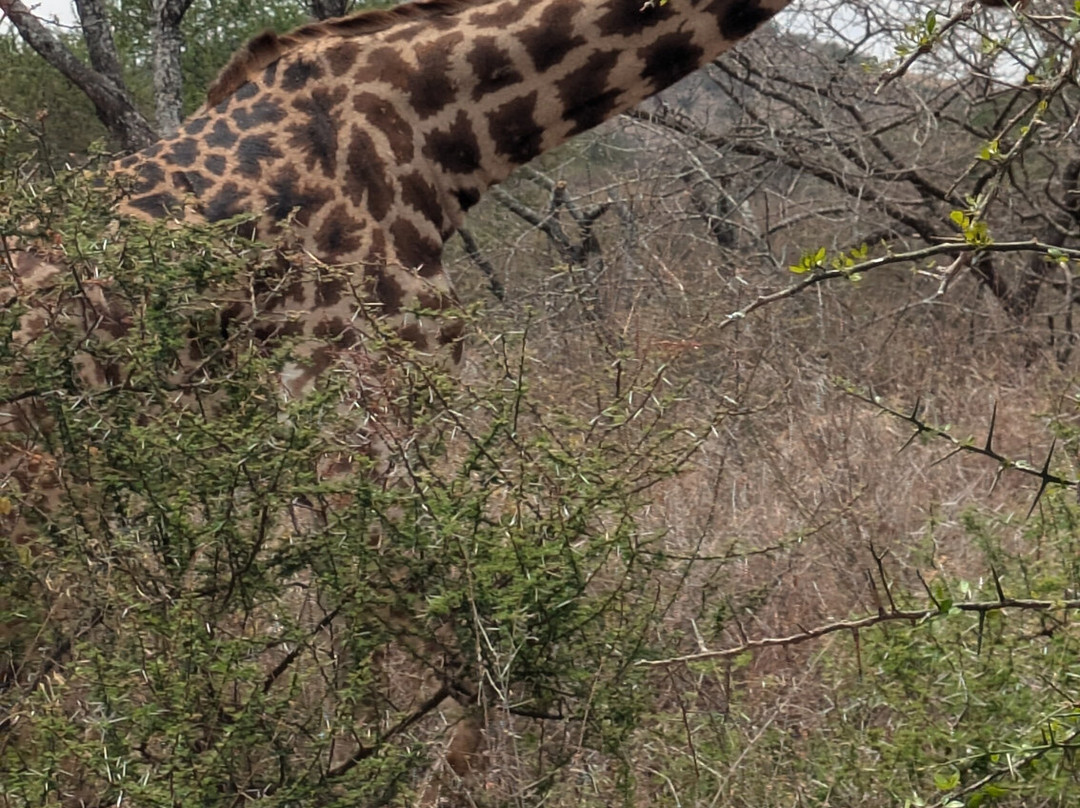 Arusha Giraffe Centre-阿鲁沙必去景点