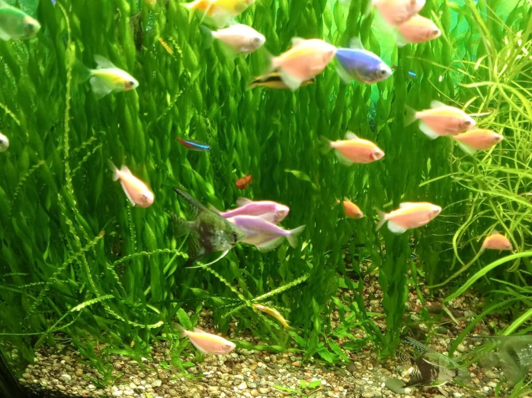 Alushta Aquarium-阿卢什塔必去景点