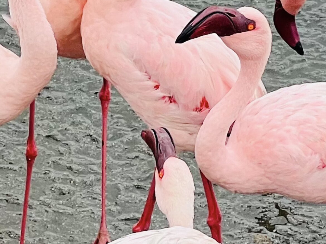 Flamingo lagoon-华维斯湾必去景点