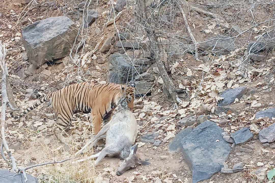 Ranthambore Jungle Safari-Ranthambhore Fort必去景点