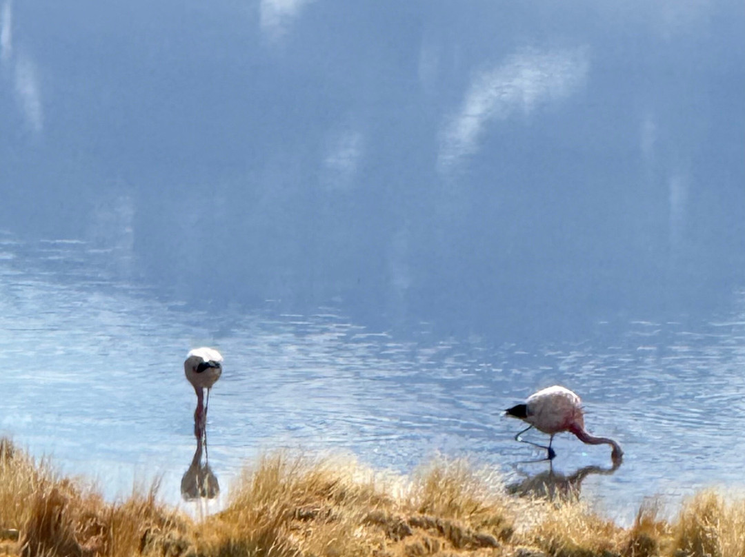 Tour Operador Puna de Atacama-Copiapo必去景点