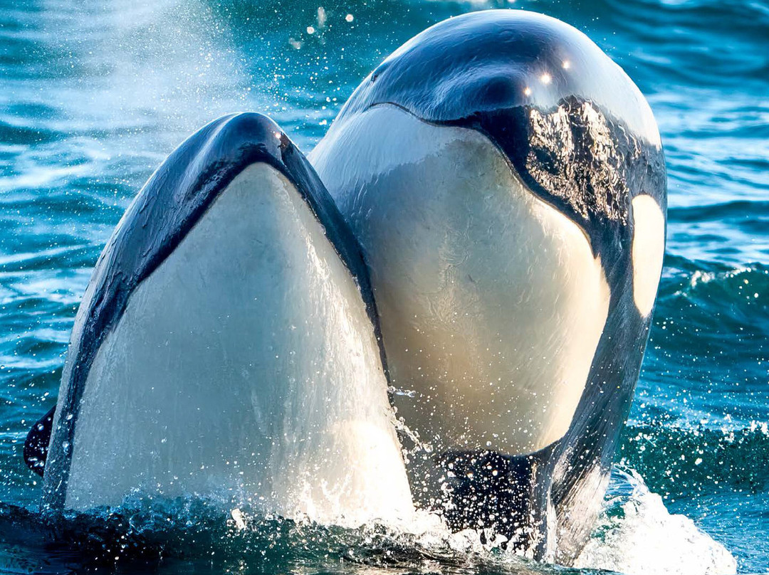 Whale2sea Whalesafari Andenes景点图片