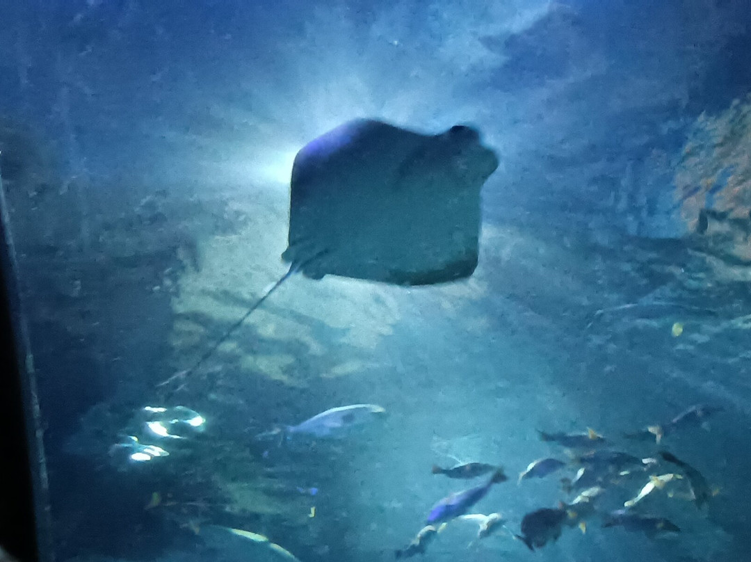 Gardaland SEA LIFE Aquarium景点图片