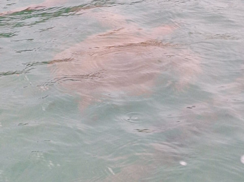 Lancha Flecha II Paraty-帕拉地必去景点