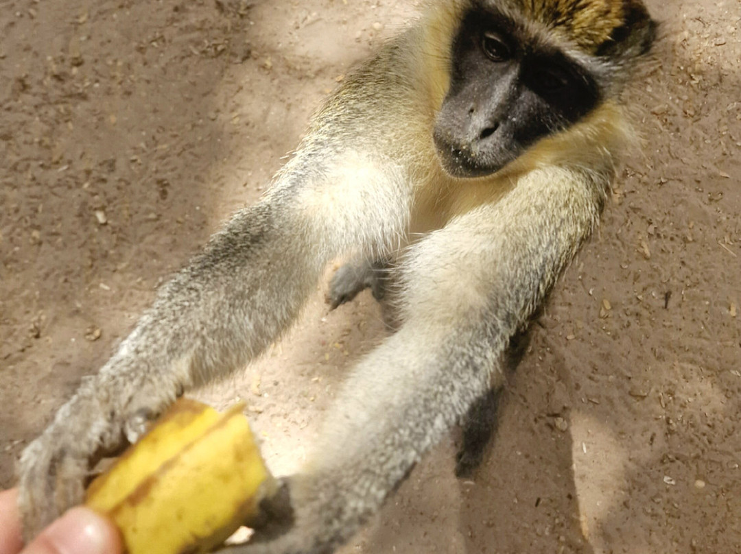 Monkey Park Senegambia景点图片