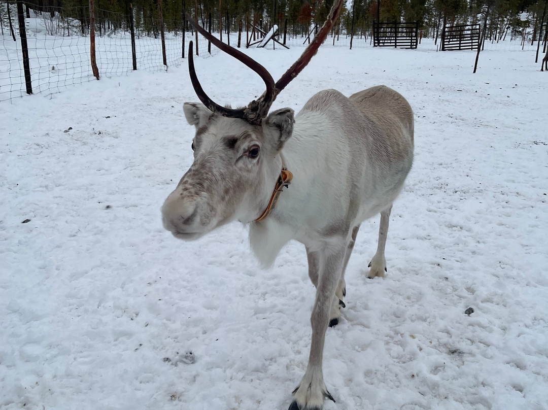 Reindeer Farm Renniina Inari-伊纳里必去景点