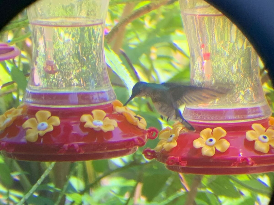 Bajnath's Estate Hummingbird Sanctuary-Matura必去景点