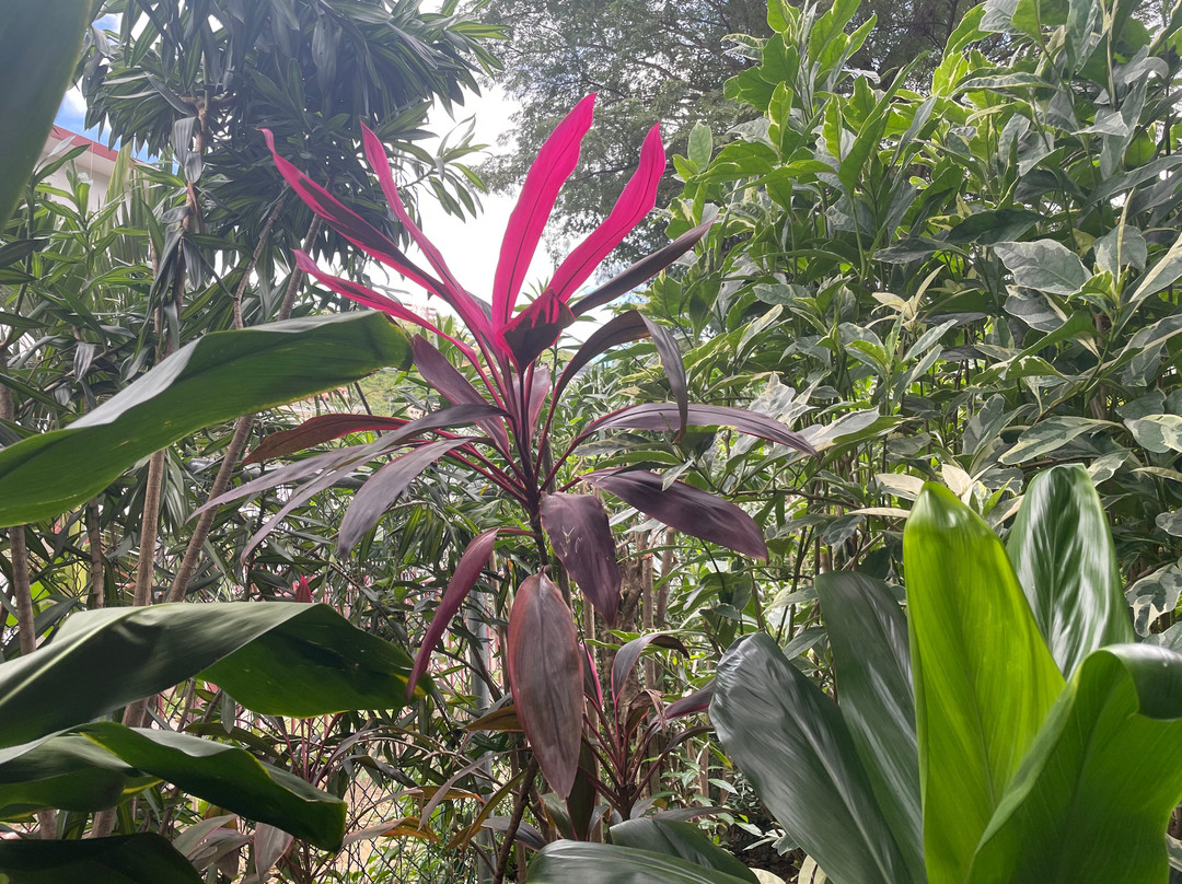 J.R. O'Neal Botanical Gardens-Road Town必去景点