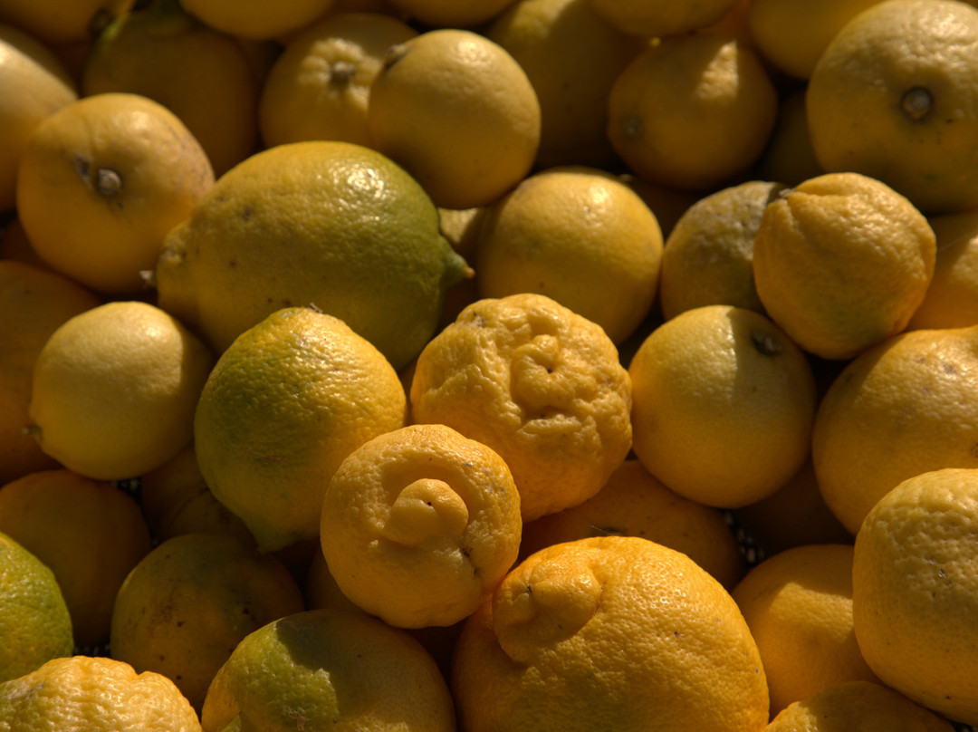 Olijvenhof Olive Estate-蒙提古必去景点