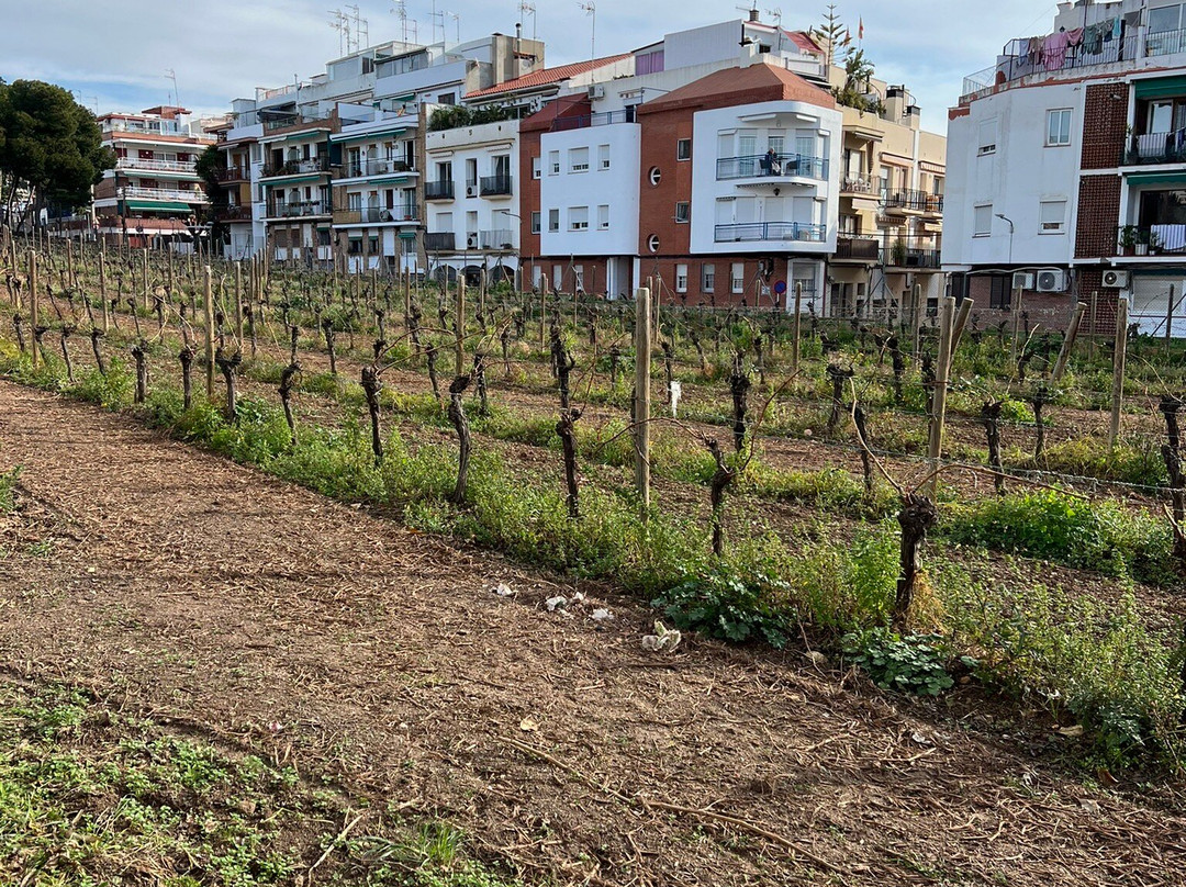 Centre d'Interpretacio De La Malvasia景点图片