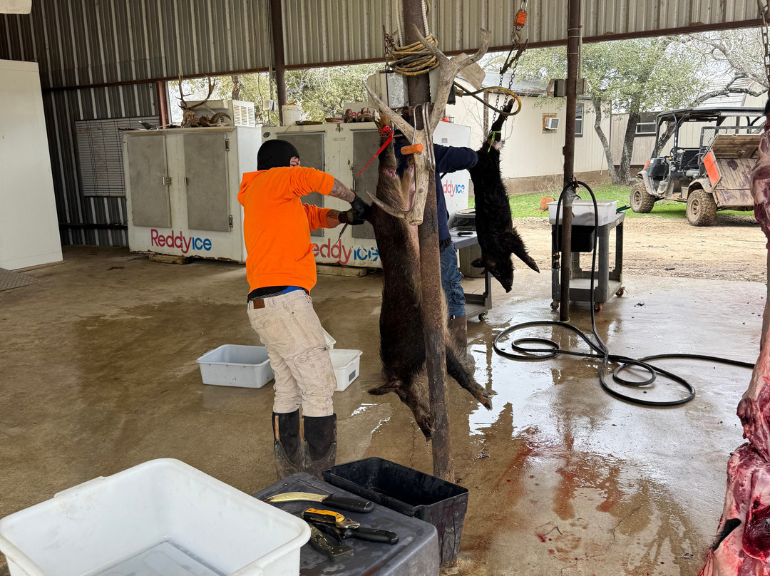 Independence Ranch Hog Hunting-Waelder必去景点