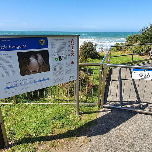 Godfrey’s Beach Penguin Viewing