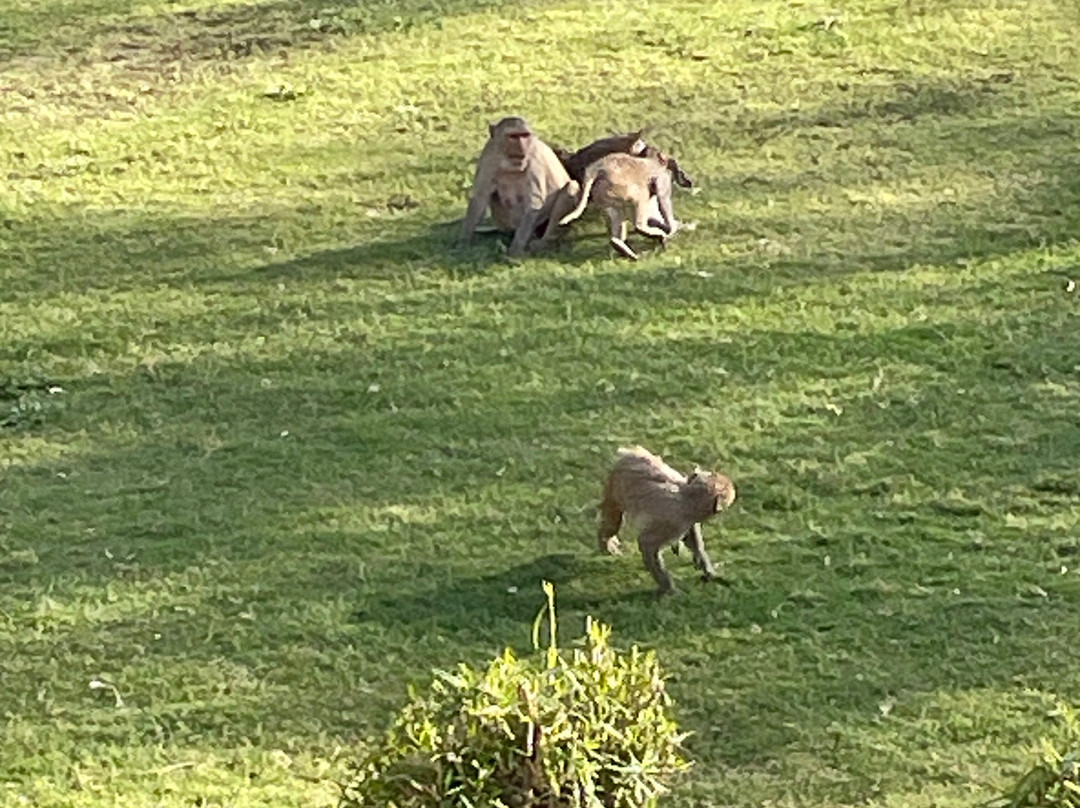 Amritara Chandra Mahal Haveli主图
