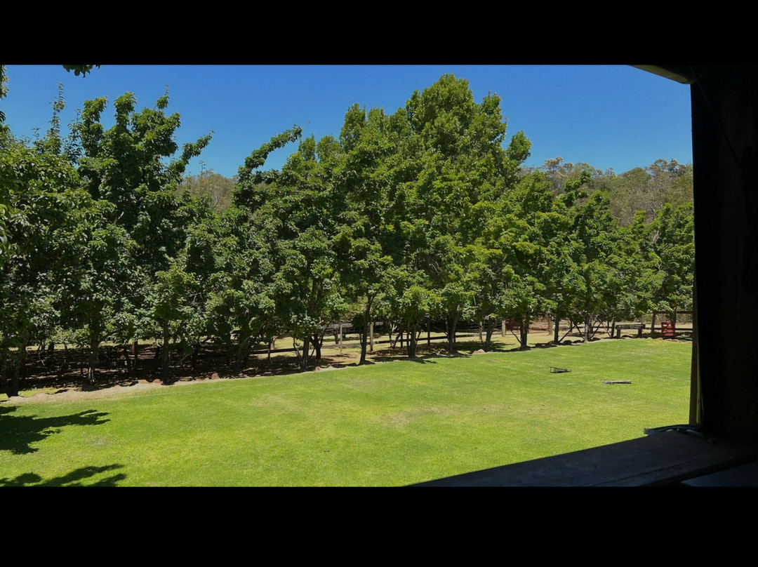 The Wine Tree-Dwellingup必去景点