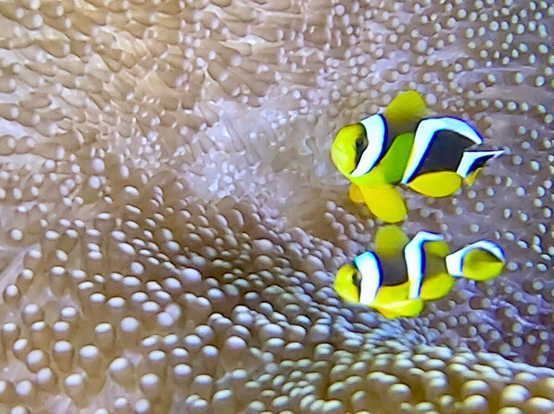 Dive Dream Divers景点图片