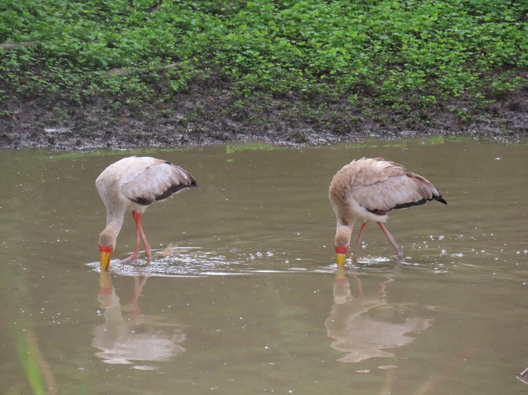 Above Safaris-阿鲁沙必去景点