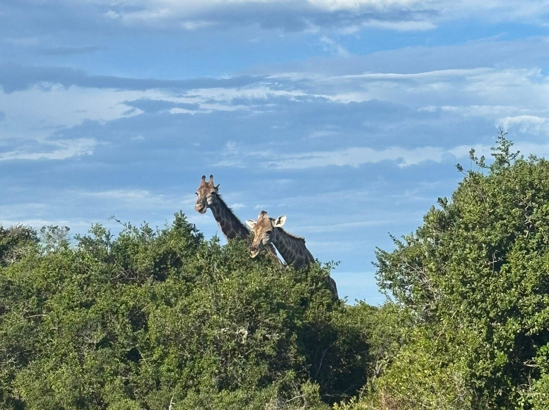 Schotia Safaris Private Game Reserve主图