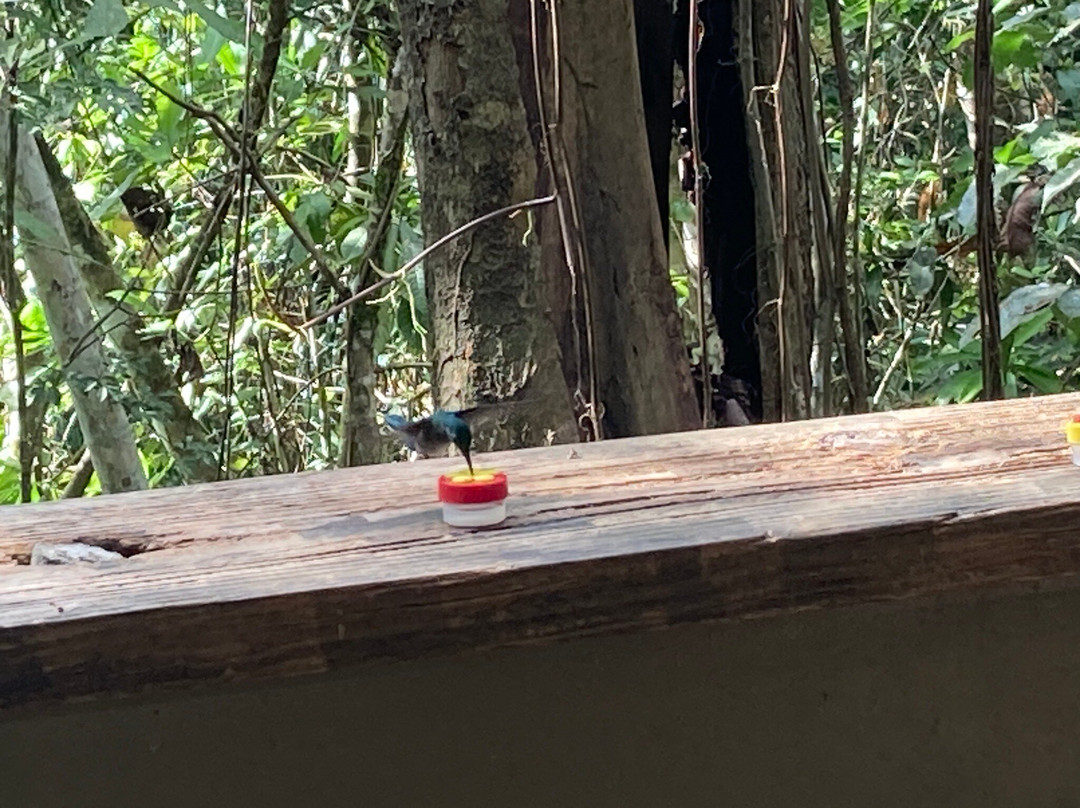 Panama Rainforest Discovery Center景点图片
