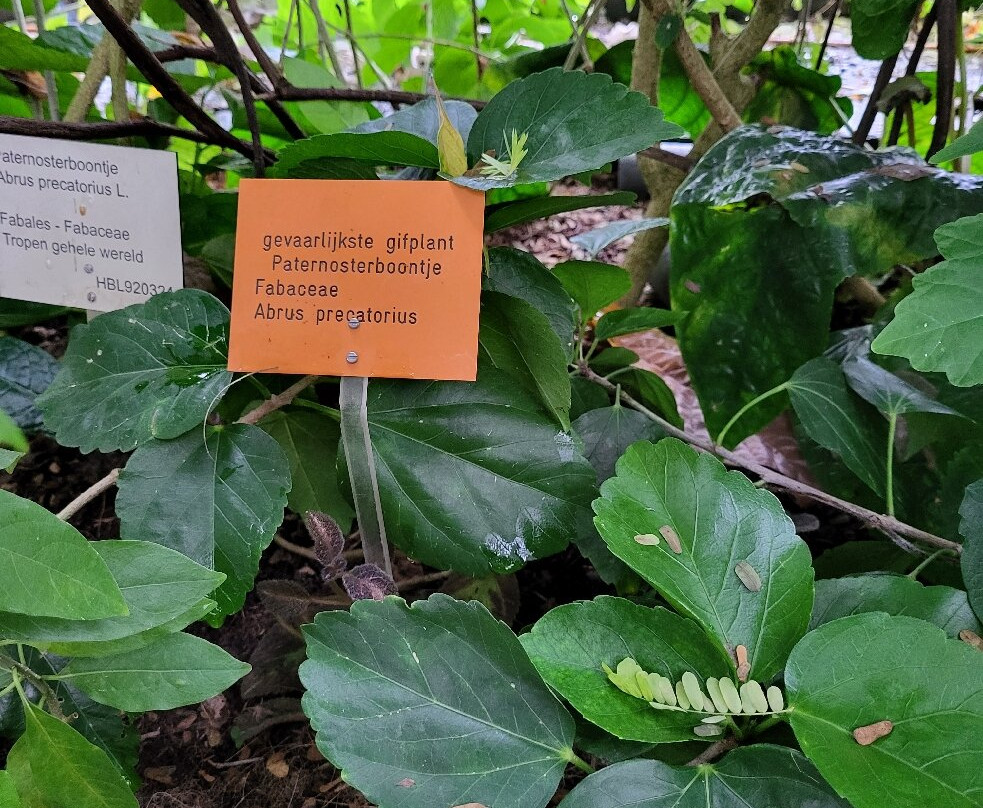 Hortus Botanicus Leiden景点图片