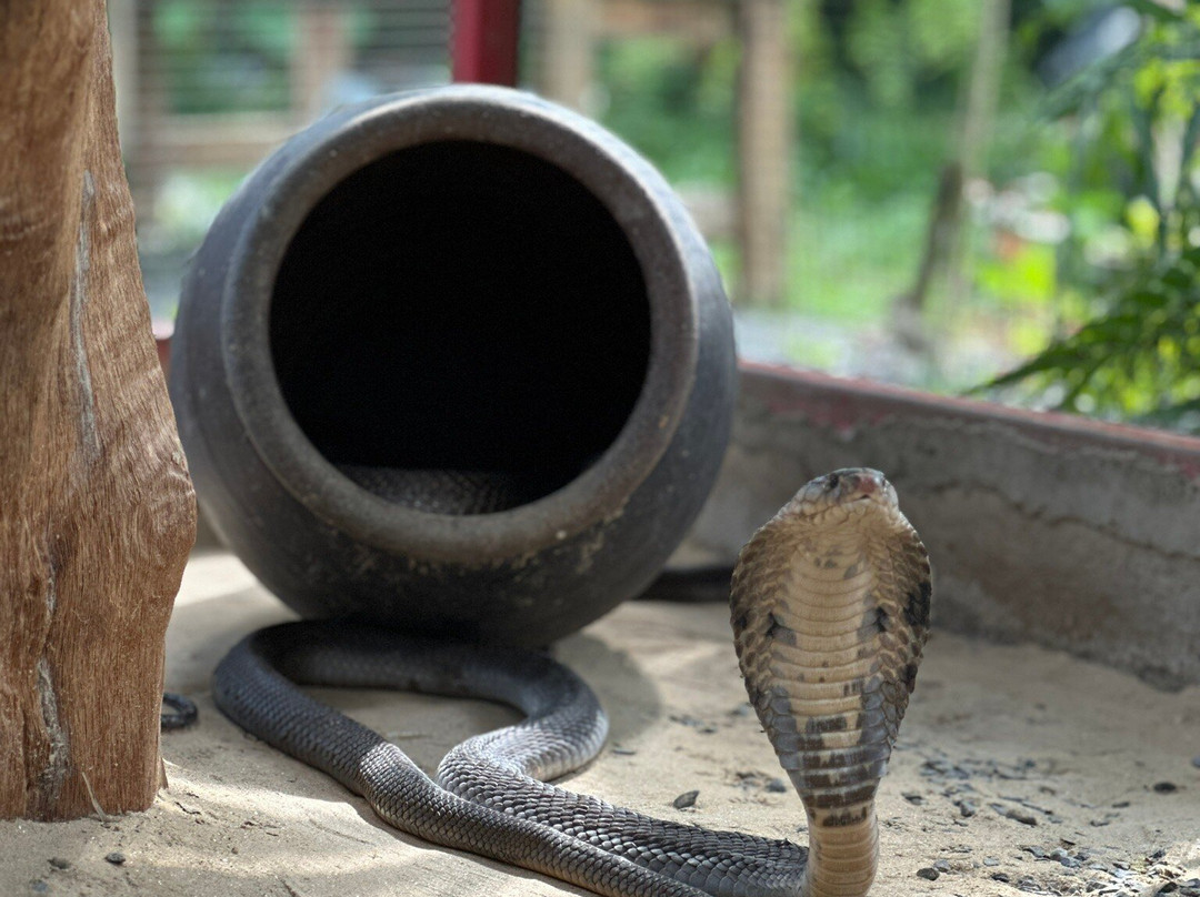 Snake Farm and Monkey School-奥南必去景点