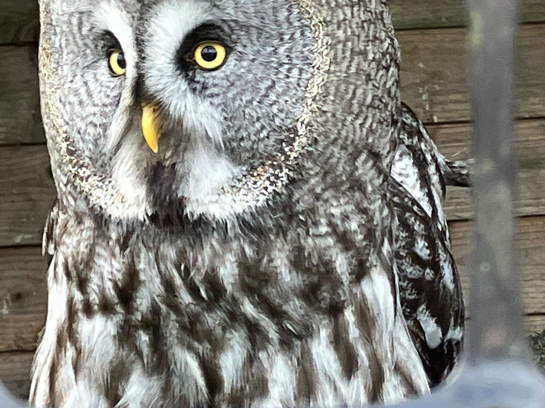 Shropshire Falconry Ltd景点图片