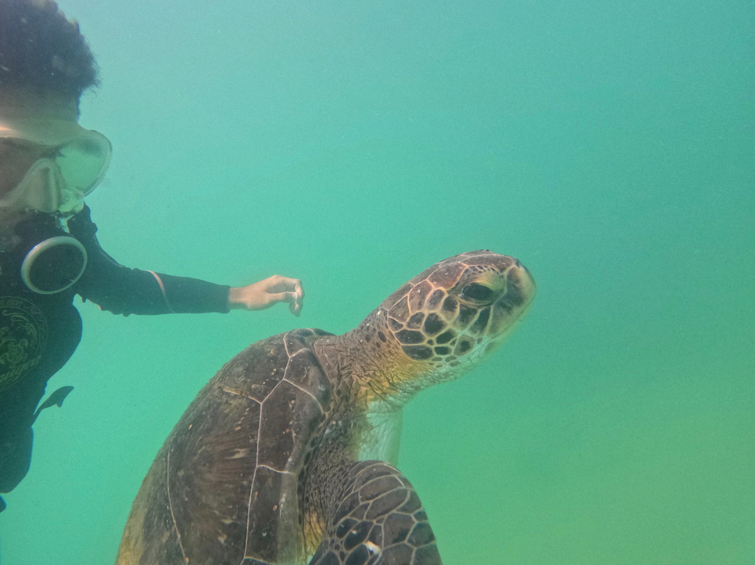 Paraíso das Tartarugas-Bombinhas必去景点