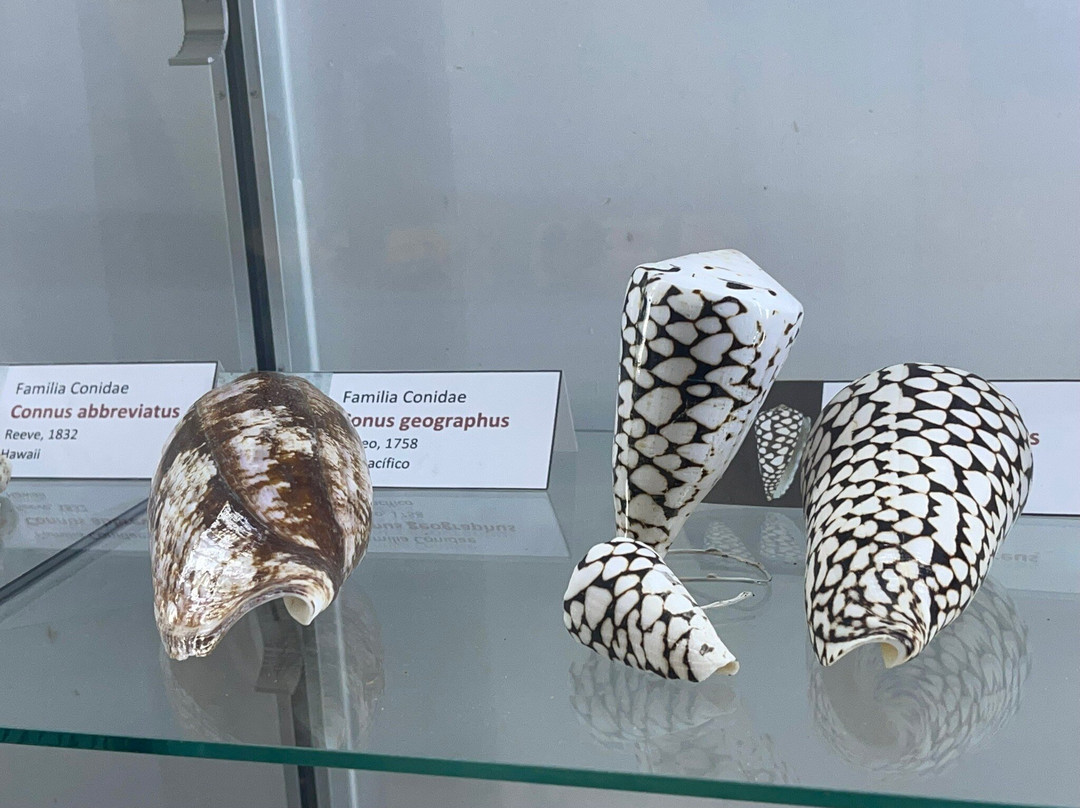 Sea Museum-阿里卡必去景点