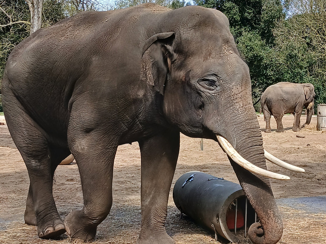 Zoo de La Palmyre景点图片