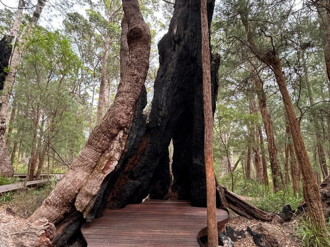 Valley of the Giants Tree Top Walk景点图片
