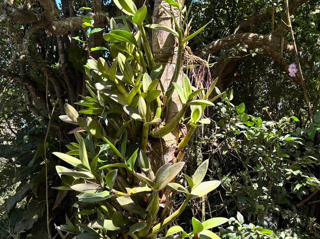 Phantasea Tropical Botanical Garden-圣 托马斯必去景点