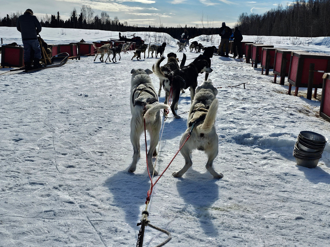 AK Sled Dog Tours-塔尔基特纳必去景点