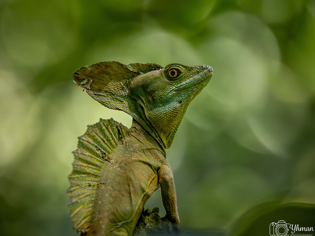 Frogs Heaven-Horquetas必去景点