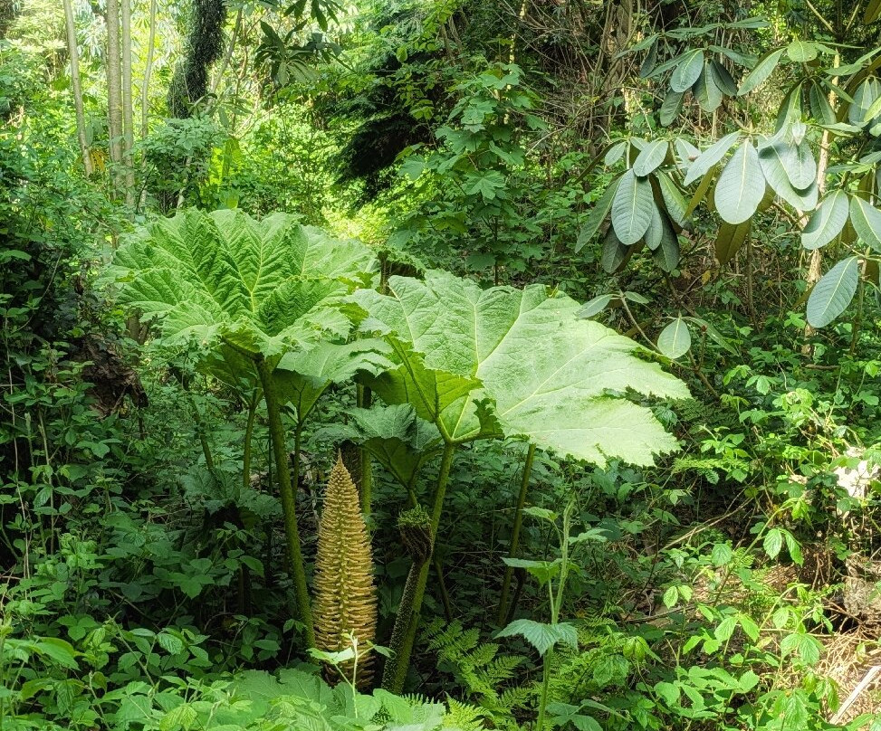 Jungle Garden Karlostachys景点图片