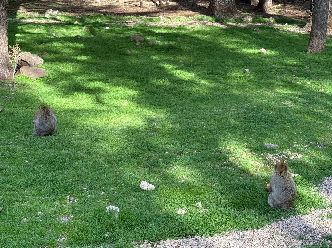 Azrou Cedar Forest-Azrou必去景点